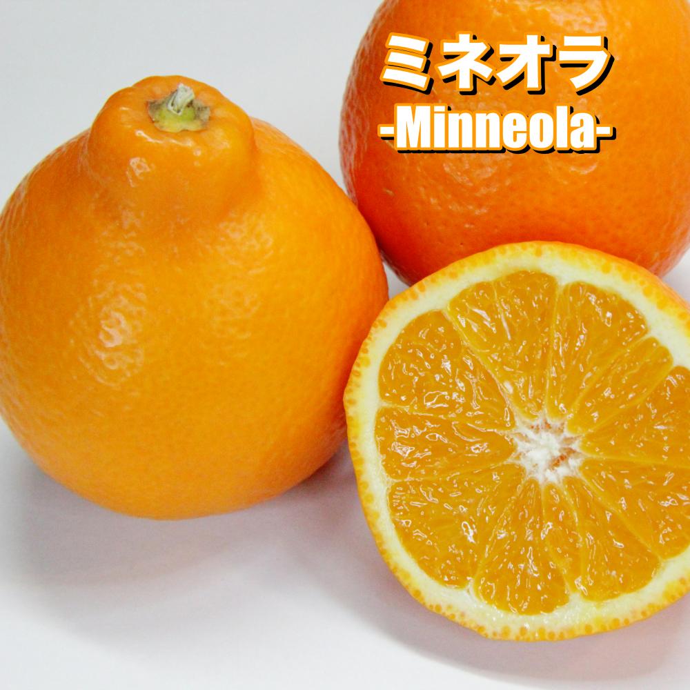 カラマンダリンの苗木（販売） - 果樹苗木の生産・販売 株式会社