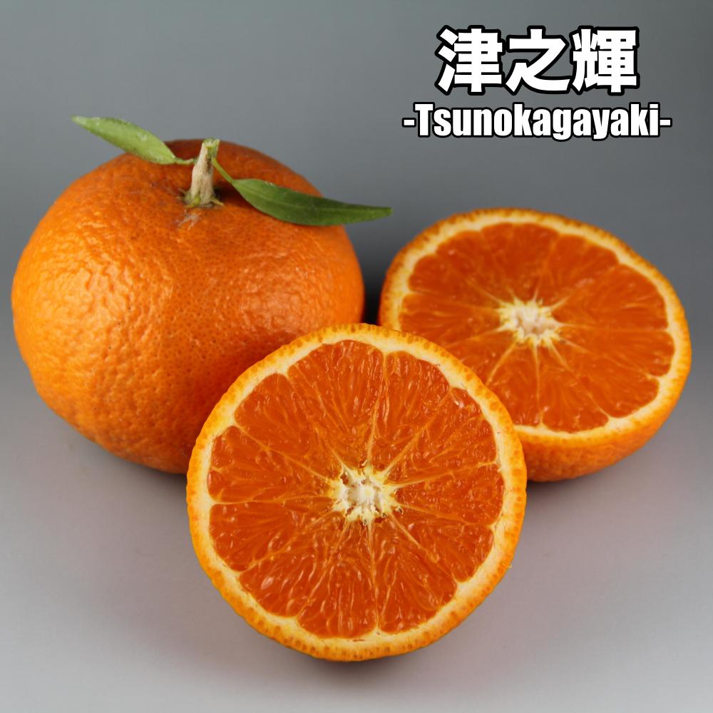 楽天市場】【予約割引300円OFF】 カラマンダリン【特等2年生