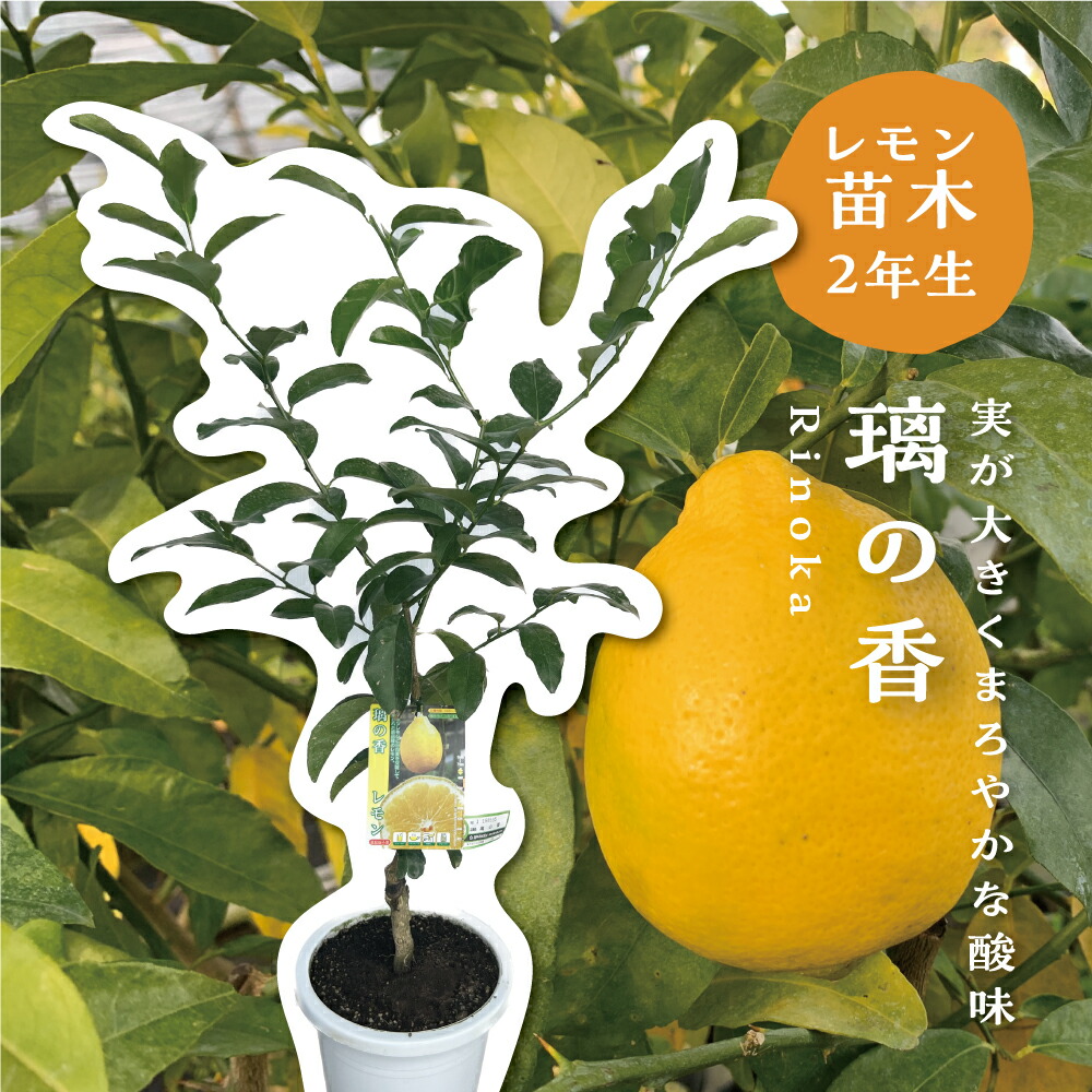 楽天市場】【予約割引300円OFF】 カラマンダリン【特等2年生