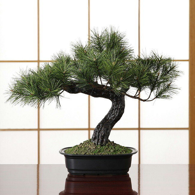 アレンジ盆栽 富士の松 造花 フェイクグリーン 盆栽 松 観葉植物 光触媒 即納花 ガーデン Diy 光触媒加工 人工観葉植物 脱臭 観葉植物 抗菌 和 和風 和室 インテリア ミニ盆栽 即納 キレイスポットフェイクグリーン おしゃれ 盆栽 室内 盆栽鉢 アレンジ盆栽 富士の松 造花 フェイクグリーン 盆栽 松 観葉植物 光触媒 即納花 ガーデン Diy 光触媒加工 人工観葉植物 脱臭 観葉植物 抗菌 和 和風 和室 インテリア ミニ盆栽 即納 キレイスポットフェイクグリーン おしゃれ 盆栽 室内 盆栽鉢