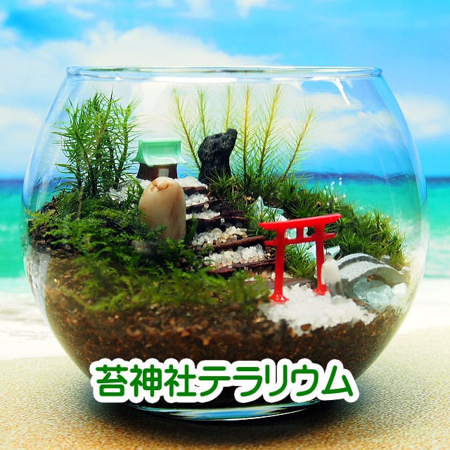 楽天市場】苔テラリウム 苔神社 キューブ型 手作りキット 一式