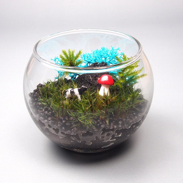 楽天市場 金魚鉢小 苔テラリウム 手作りキット 一式 観葉植物 おしゃれ ミニ テラリウム キット コケリウム 苔 コケ 苔テラリウム 苔リウム アクアリウム アクアテラリウム 園芸 ハイド ガーデニング グリーン インテリア 緑 苔盆栽 癒し Moss 初心者 パック セット