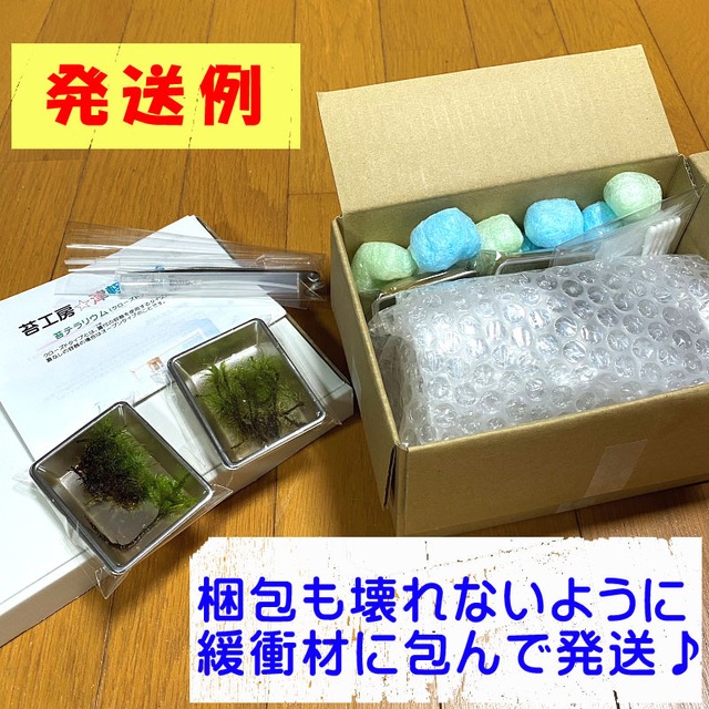 Led照明 苔テラリウム コケリウム コケ テラリウム ミニ アクアリウム 観葉植物 手作りキット一式 ティーポット キット おしゃれ 苔 苔リウム