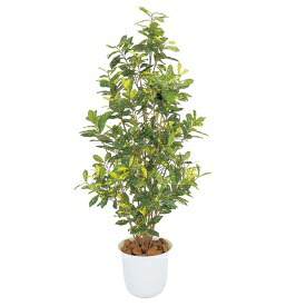 『人工植栽』 タカショー グリーンデコ和風 アオキ鉢付 1.5m GD-130|エクステリアのプロショップ キロ