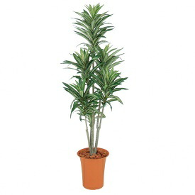 『人工植栽』　タカショー グリーンデコ鉢付　ドラセナ　1.2m　GD-187｜エクステリアのプロショップ　キロ