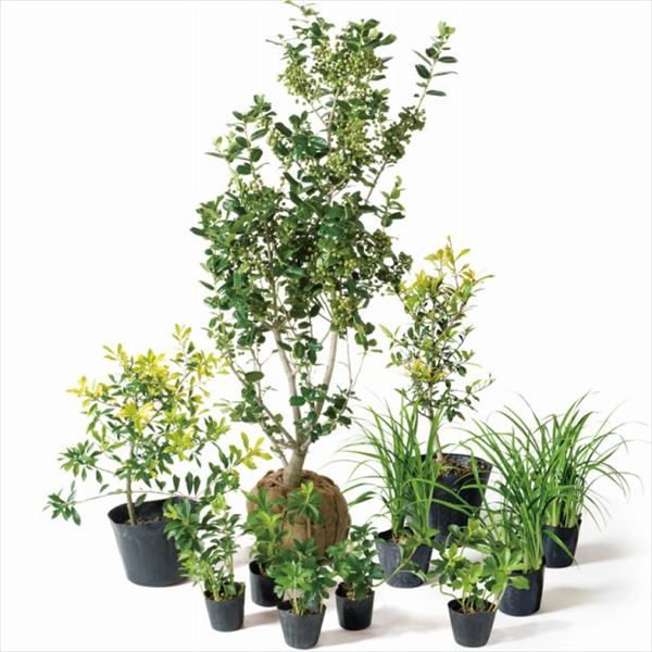 オンリーワン 送料無料 鬼門除けのヒイラギを おしゃれにアレンジ 植木 オンリーワン 目的で選ぶ 植栽セット ハッピー チャイニーズホーリー 鬼門除け Sz6 Set08 エクステリアのプロショップ キロ