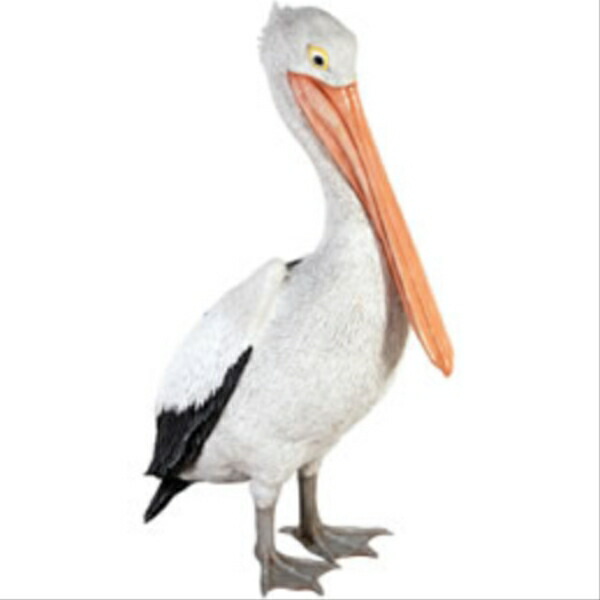 FRP おすまし伽藍鳥 / Standing Pelican fr090073 『毛の荒物園オブジェ アニマルオブジェ バス発着場・でき事向け』