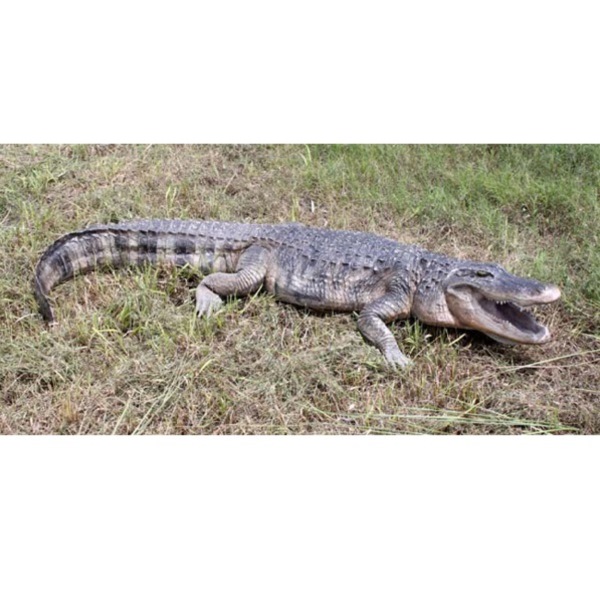 FRP 亜米利加鰐の雄姿 / American Alligator 8フィート. Fr080142 『ハ虫類オブジェ アニマルオブジェ バス発着場・出来事向け』