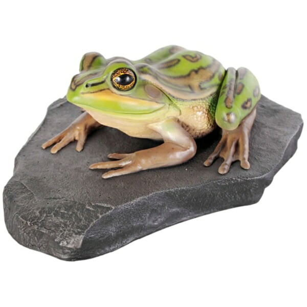 FRP 岩の上でくつろぐキンスジアメガエル / Green and Golden Bell Frog fr100002 『カエルオブジェ アニマルオブジェ 店舗・イベント向け』｜エクステリアのプロショップ　キロ