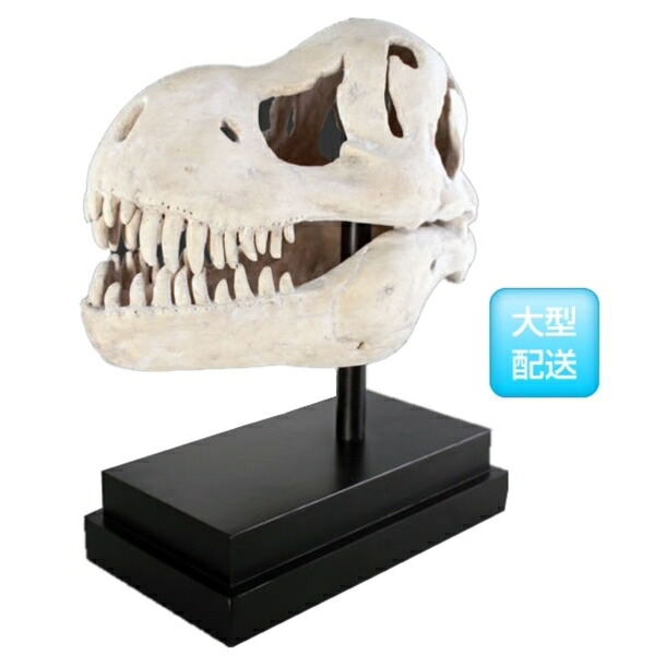 FRP T-Rexの野ざらし / T-Rex Skull on Base fr100502 『恐竜オブジェ 総合博物館オブジェ バス発着場・でき事向け』