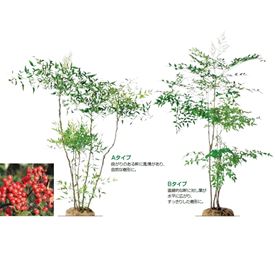 楽天市場 オンリーワン 植栽 樹形美 ナンテン 赤実 Un6 Tjna エクステリアのキロ楽天市場支店