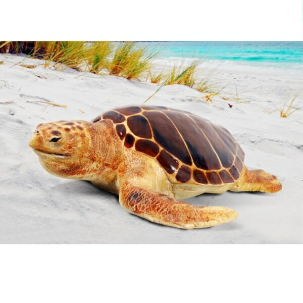 カメ Amazon | GEX カメ元気 カメの底砂 2.5kg×5個セット | GEX
