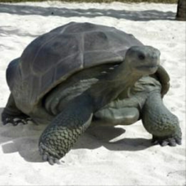 FRP ガラパゴスの遺産 / Galapagos Tortoise fr080124 『亀オブジェ アニマルオブジェ 店舗・イベント向け』｜エクステリアのキロ支店