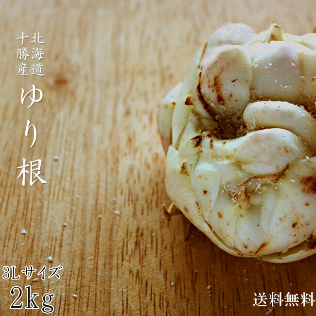 楽天市場】ゆりね（月光） 北海道産 L~2Lサイズ 1kg : JA帯広かわにし