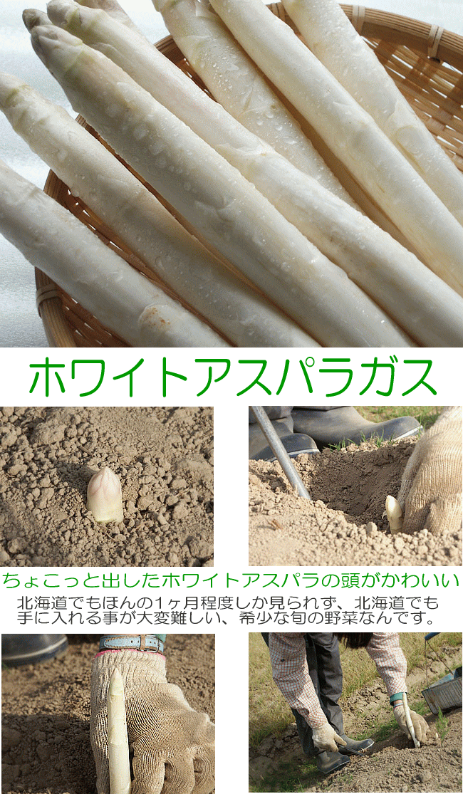 アスパラガス3種類 新緑の色アスパラ500g 白いことアスパラ250g 紫アスパラ250g 超極太 3l以上 1kg 送料無料 北海道クリエーション 5月光上旬序層一層生産高オーダ順次エクスペディション Cannes Encheres Com