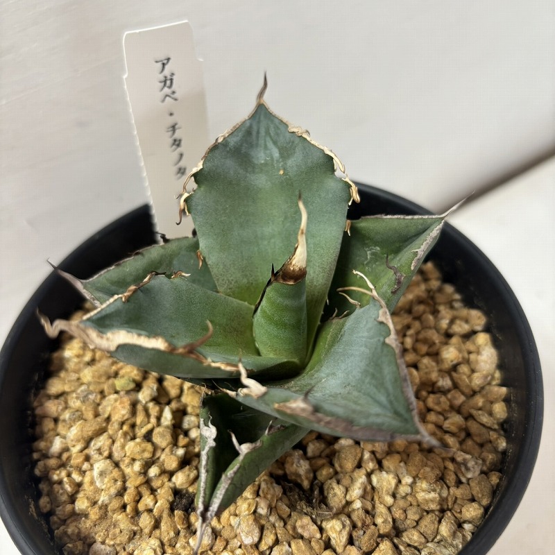 楽天市場】多肉植物 アガベ 4本セット （パリー パリーチワワ