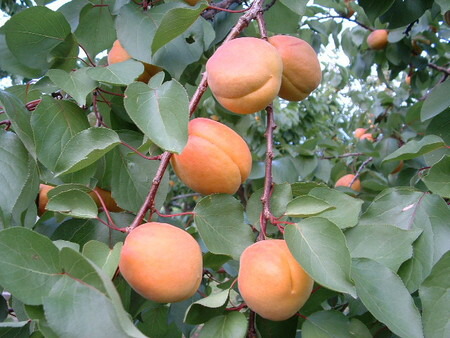 楽天市場 信州の初夏の稀少な特産品 生食に最適な甘くて皮ごと食べられる杏 ハーコット 秀ランク 約1 2ｋｇ箱 送料無料 一部地域は有料 今年は不作気味なので稀少です 7月上旬の発送予定で ご予約承り中 自然の美味しさお届け便