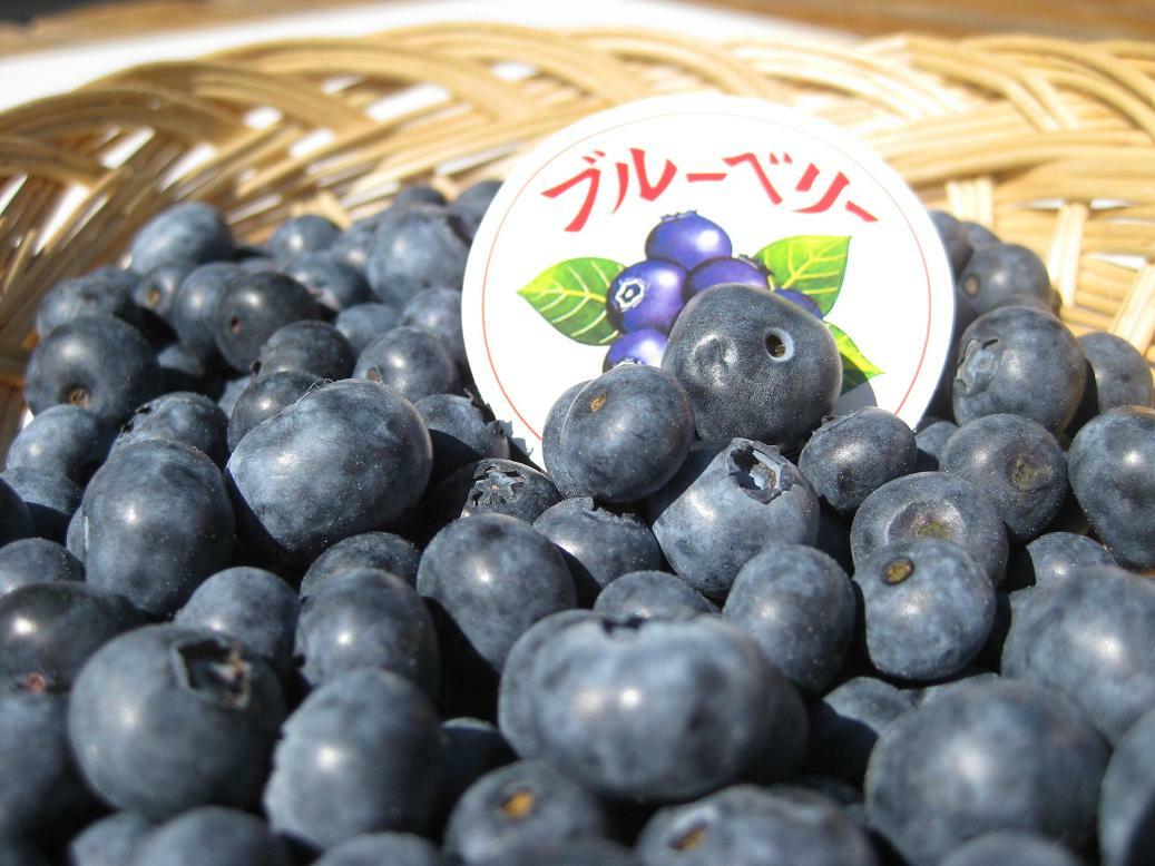 ☆令和7年 生ブルーベリー☆農薬不使用 3㌔ にゃんちゅう minami-farm_120