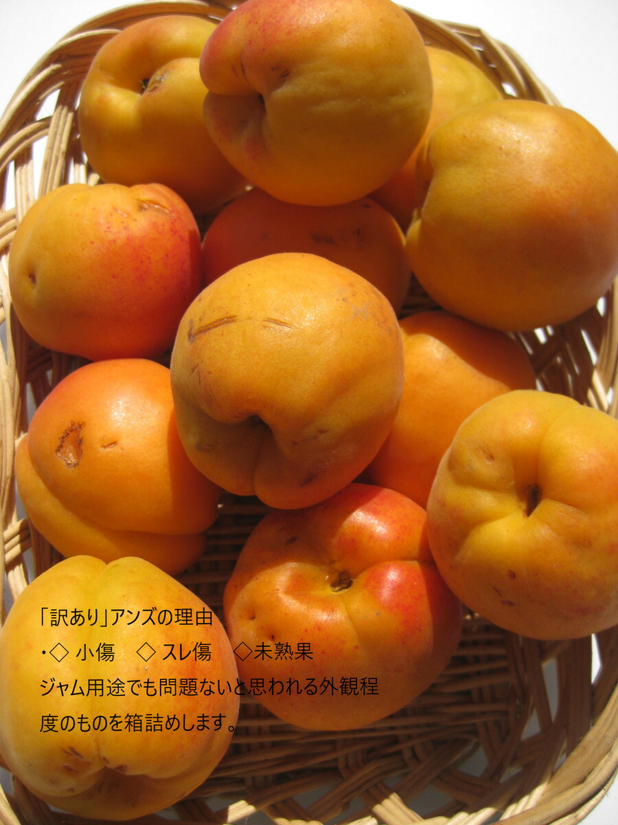 長野県産 アプリコットジャム用向き 生アンズ約3 入り 箱 傷有り 変形 軟果肉などの訳あり 級品なのでアンズジャムにお勧めです 旬は短め 甘酸っぱい初夏の味覚 送料無料 一部地域は有料 今年も超不作なので稀少です Bouncesociety Com