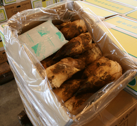 日本で最後の筍　石川県産　夕掘りたけのこ　秀品　5kg　本数指定なし
