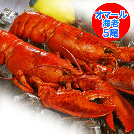 ロブスター 送料無料 ボイル ロブスター 5尾 ( 1尾 350 g前後×5 ) 海老 / えび / エビ