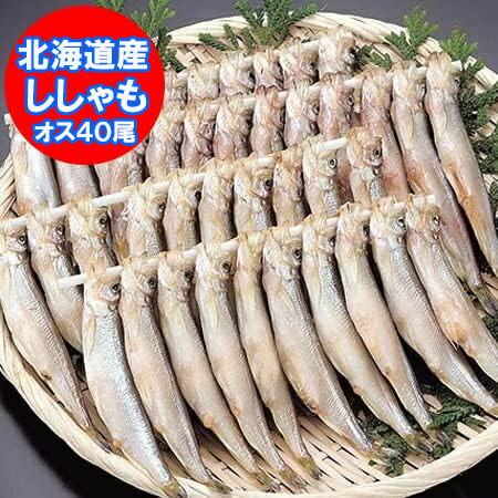 随時発送中 北海道 ししゃも 送料無料 ししゃも オス 北海道産 ししゃも 本ししゃも シシャモ オス 40尾 箱入り 魚介類 水産加工品 シシャモ 柳葉魚
