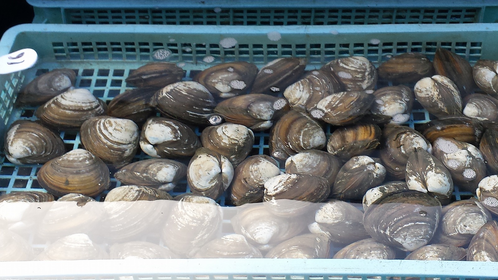 北海道 厚岸生産 あさり 特大サイズ 3kg 出身地直送 アサリ 外殻 浅利 かい カイ 未醤液体 だし 酒蒸し クラムチャウダー 贈り物 氷結取りおく 父様の日時 お中元 Daemlu Cl