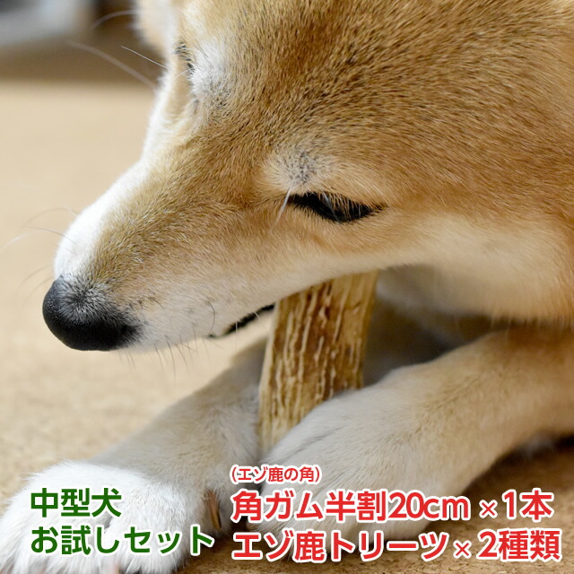 楽天市場 鹿 角 犬 北海道産 エゾ鹿 の 角ガム 半割25cm 1本 トリーツ2種 大型犬お試しセット デンタルケア 高たんぱく質 低カロリー えぞ 鹿肉 エゾシカ肉 シカ肉 ジビエ ドックフード 犬用おやつ 犬のおやつ 犬のオヤツ ペット用品 メール便 Ss エゾ鹿肉