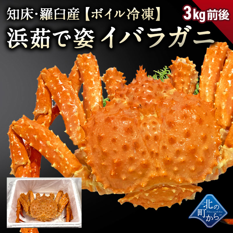 楽天市場 タラバガニより味が濃いと評判の知床 羅臼産 イバラガニ 入荷数極小 浜茹で急速冷凍 姿 3kg前後 正真正銘の羅臼産イバラガニは味が濃い 茨蟹 茨ガニ 茨カニ いばらがに イバラカニ いばらかに 蟹 カニタラバ蟹 たらばがに 北の町から