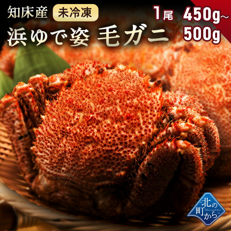 【ご予約商品】毛ガニ 希少な北海道 知床産 450g～500g 【浜茹で未冷凍 姿】 採れたての毛蟹を新鮮なうちに浜茹でに！ 毛蟹 毛カニ 毛かに 毛がに カニ 蟹 【同梱不可】【水揚げ次第順次発送(７営業日目安)】