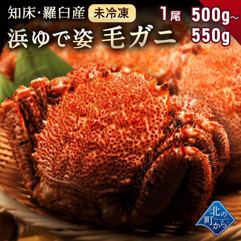 Daininki 毛ガニ 希少な知床?羅臼産 500g?550g 【浜茹で未冷凍 姿】 採れたての毛蟹を新鮮なうちに浜茹でに！ 毛蟹 毛カニ 毛かに  毛がに カニ 蟹【同梱不可】【6/17以降より水揚げ次第順次発送】 新品得価-css.edu.om