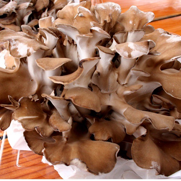 楽天市場】＜送料込＞愛別産 きのこの里あいべつの舞茸ジャンボ