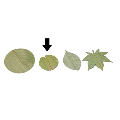 干朴葉懐敷（緑）100枚入 25995 丸型（小）直径85mm( キッチンブランチ )
