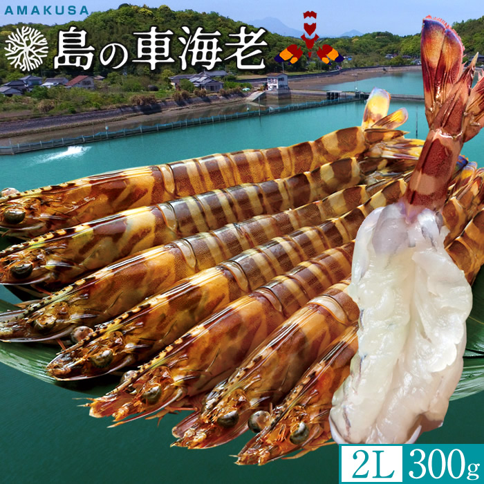 島の車海老［えび生|予約11月］【2L】活車えび 300g［7-9尾入］生きたまま 特大 島育ち 天草 車エビ 刺身 熊本県産 クルマエビ おがくず入 踊り食い しゃぶしゃぶ 北海道発送可［お歳暮ギフト 年末年始配送］｜島の車海老