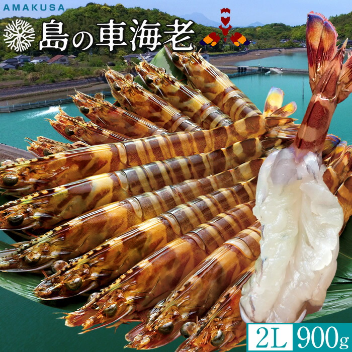 島の車海老［新えび生］特大 生きたまま 車えび活【2L】900g［21-25尾