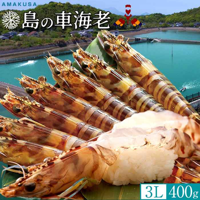島の車海老 特大【3L】［えび生|予約12月］400g［6-8尾入］生きたまま 活車えび 島育ち 天草 車エビ 刺身 熊本県産 クルマエビ おがくず入 踊り食い しゃぶしゃぶ 北海道発送可［お歳暮ギフト 年末年始配送］｜島の車海老
