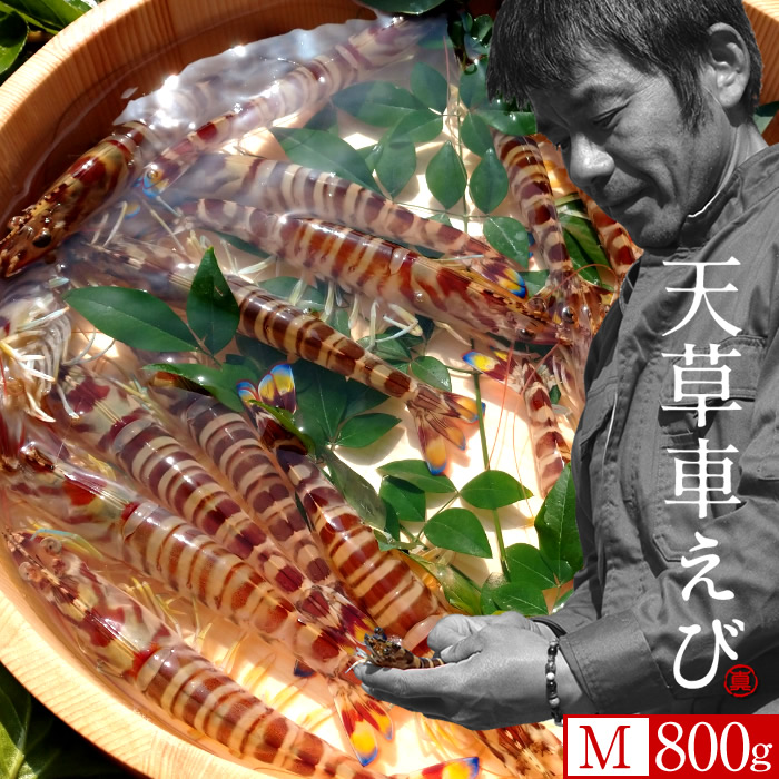 車海老［えび生|予約11月］活車エビ【M】800g［32-35尾］生きたまま 島育ち 天草 匠の車海老 生産者 丸山えび 刺身 熊本県産 クルマエビ おがくず入 活きえび 食べ方 踊り食い しゃぶしゃぶ 直売所［お歳暮ギフト 年末年始配送］｜島の車海老