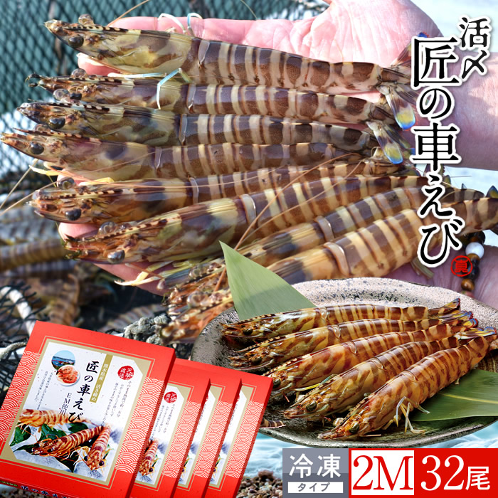 島の車海老 天草［活〆冷凍］2M 32尾［8尾入250g&times;4P］車エビ 刺身 焼き フライ 熊本県 養殖 クルマエビ 島育ち 匠の車えび 直売所 旬 食べ方 塩焼き［産直食品ギフト］｜島の車海老