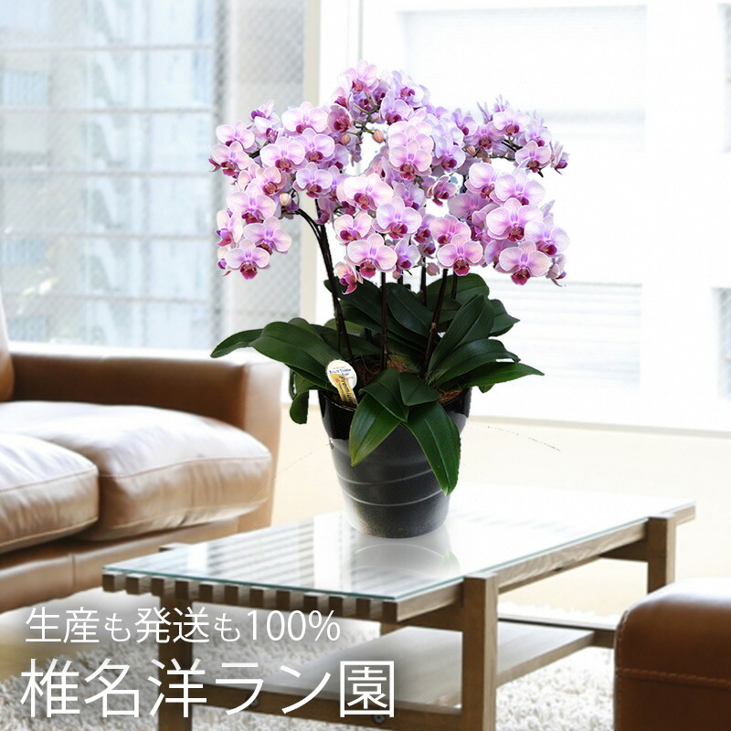 楽天市場】鉢 花 定年退職 祝い プレゼント 『椎名洋ラン園直送 ミディ