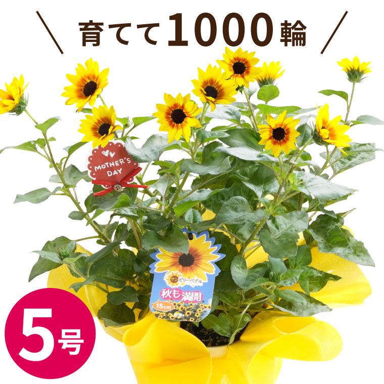 楽天市場】花まりか お花 父の日 鉢花 ひまわり 花 ギフト 『1000輪