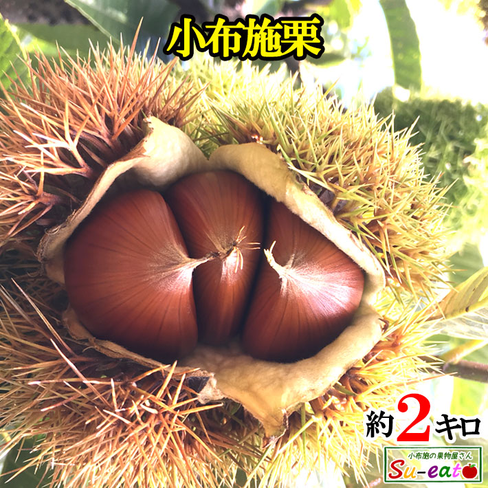 ★完売致しました！★無農薬 熊本県球磨郡産 生栗 楽天市場】来季予約受付【 球磨 生栗 1kg 】熊本県人吉・球磨