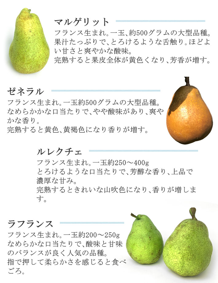 市場 9月下旬〜10月上旬 マルゲリットマリーラ 長野県産 洋梨 特選