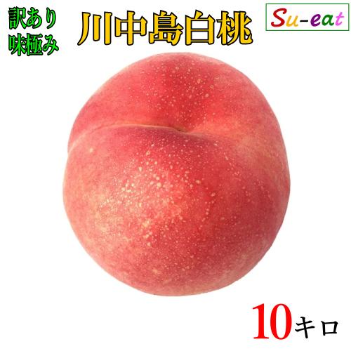 8月下旬 川中島白桃　訳あり 減農薬 長野県産 10キロ　レビューを書いたら200円クーポン
