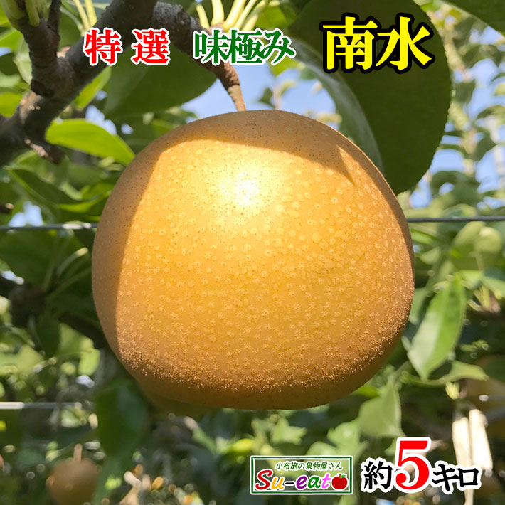 9月中旬～下旬　特選  南水 梨　減農薬 長野県産　5キロ　レビューを書いたら200円クーポン