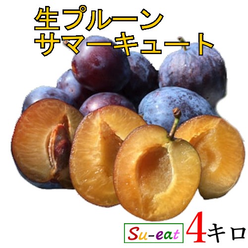8月上旬～中旬 生プルーン サマーキュート 減農薬 長野県産 4キロ レビューを書いたら200円クーポン