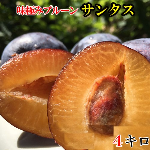 8月上旬～中旬　生プルーン サンタス 減農薬 長野県産 4キロ レビューを書いたら200円クーポン