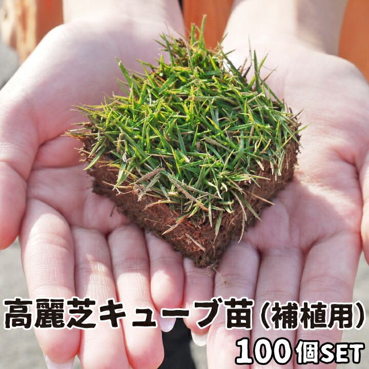 高麗芝正六面体苗（補植用） 100苗芝地 高麗芝 ポット苗 高麗芝補植 コウラシバ コウライ芝 切芝 張芝 ゴルフ場 地びた取りつくろう 細長い切口 少しだけ 庭 たわい無い 補植 園庭 こうらい 芝 ポット芝 通った跡 100個 6浪華節的角文芸批評を書いて次回使える引き換え証差し上げ物！