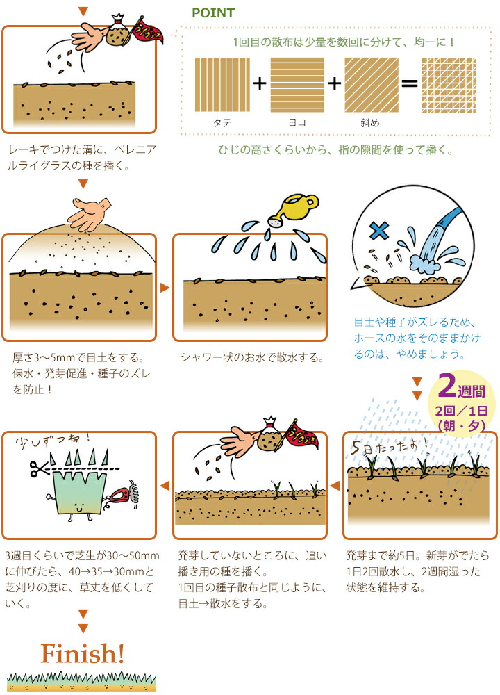 高評価なギフト 芝生 種 オーバーシード用芝の種ペレニアルライグラス 1kg ティフトン芝 常緑 オーバーシード 冬芝種 追い撒き用 芝生種 Dovydonameliai Lt