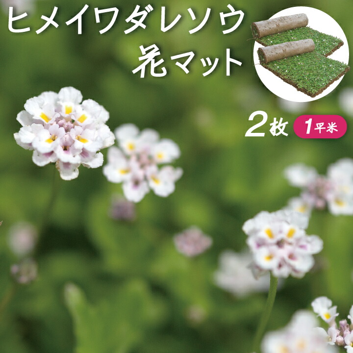 土留め 苗物 約１平米 土砂崩れ防止 ヒメイワダレソウ花マット 花の苗物 ２ロール リピア 敷くだけの簡単施工の花マット ちょっとお得な2ロール販売始めました 斜面 簡単 ヒメイワダレソウ花マット グランドカバー ヒメイワダレソウ ロール 姫岩垂草 法面 雑草対策