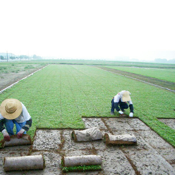 ヒメイワダレソウ花マット ロール 約 平米 姫岩垂草 リピア 土留め 土砂崩れ防止 斜面 法面 簡単 ヒメイワダレソウ ロール グランドカバー 雑草対策 庭 ガーデニング Massage Mit Herz De